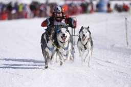 Lenk 2013